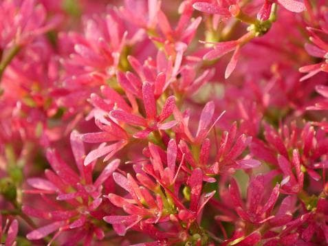 Heptacodium miconioides 'Temple of Bloom'®