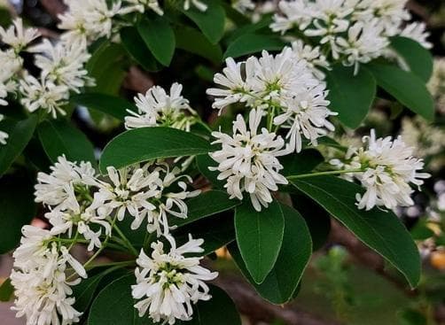 Heptacodium miconioides