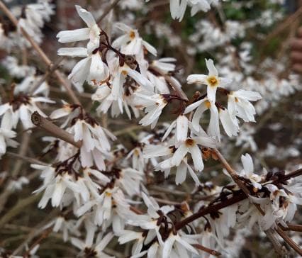 Abeliophyllum distichum