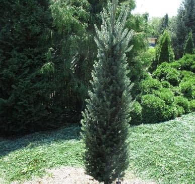 Abies balsamea 'Armtrauth's Fastigiata'