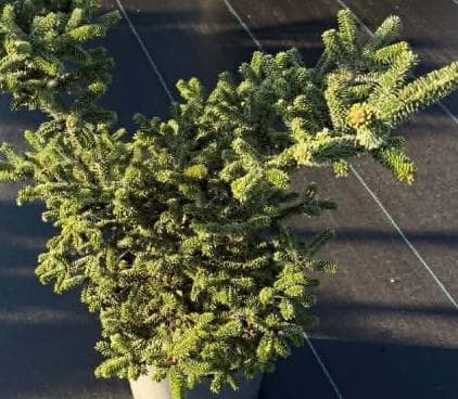 Abies balsamea 'Happy Del'