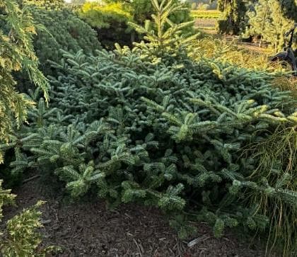 Abies delavayi 'Nana'