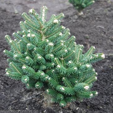 Abies koreana 'Alpin Star'