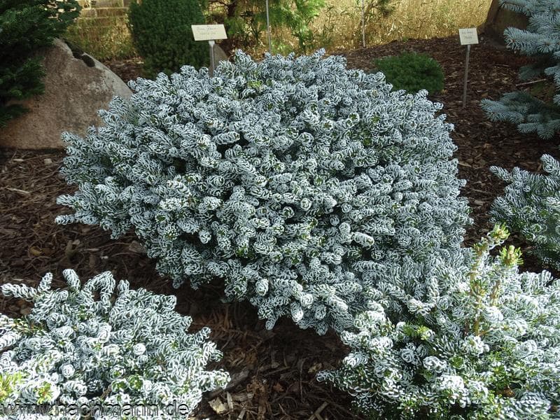 Abies koreana 'Kohout's Icebreaker'