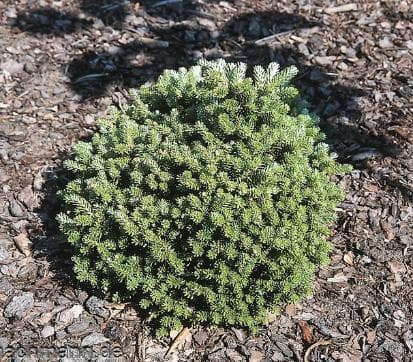 Abies koreana 'Silberperle'