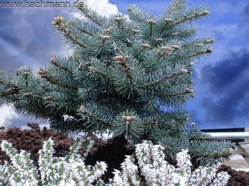 Abies koreana 'Tannja'