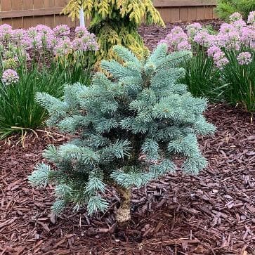 Abies lasiocarpa 'Glacier'