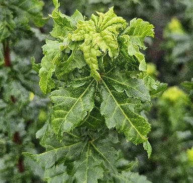 Acer circinatum 'Gee's Witch's Broom'