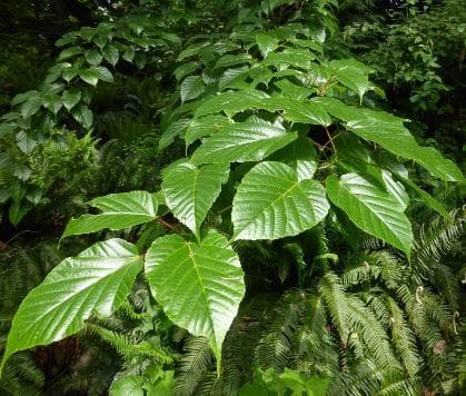 Acer davidii 'Viper' ®