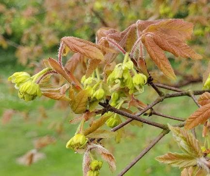Acer griseum
