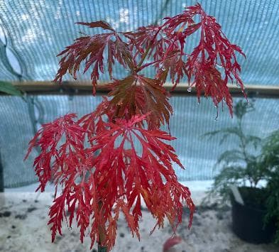 Acer japonicum 'Aconitifolium' (frøplante)