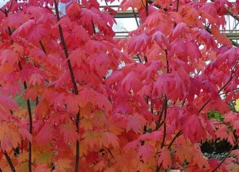 Acer japonicum 'Indian Summer'