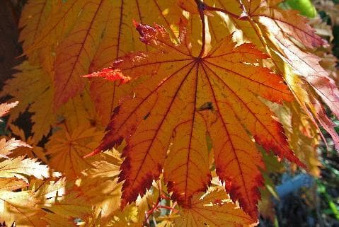 Acer japonicum 'Meigetsu'