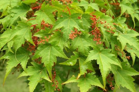 Acer micranthum