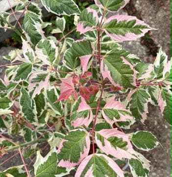 Acer negundo 'Flamingo'