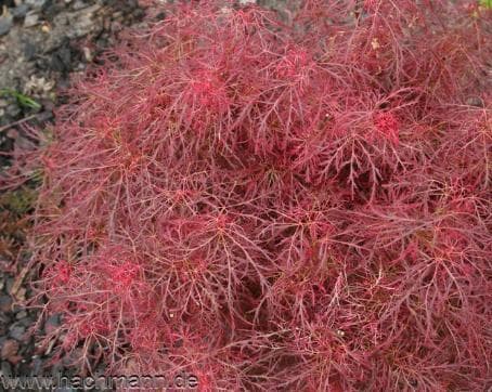 Acer palmatum 'Baby Lace'