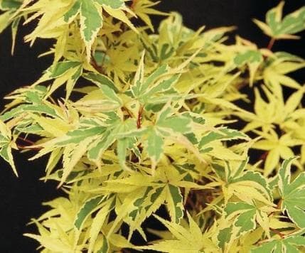 Acer palmatum 'Beni-shichi-henge'