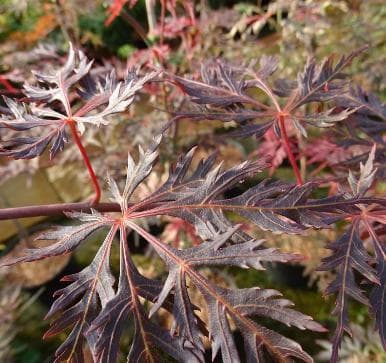 Acer palmatum 'Black Swan'
