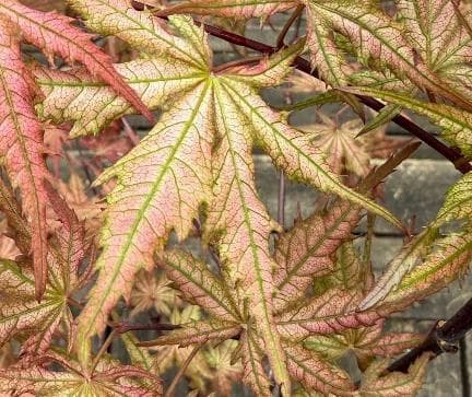 Acer palmatum 'Celebration'