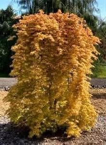 Acer palmatum 'Dragon Master'
