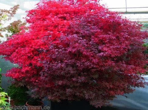 Acer palmatum 'Englishtown'