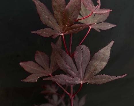Acer palmatum 'Fujinami'