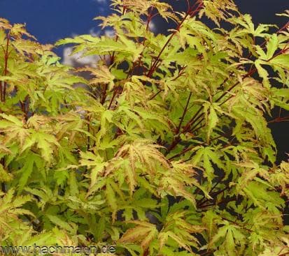 Acer palmatum 'Golden Treasure'