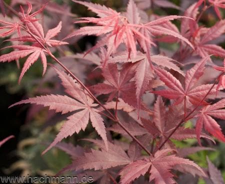 Acer palmatum 'Granat'
