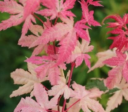 Acer palmatum 'Honoo'