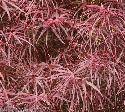 Acer palmatum 'Hupp's Red Willow'