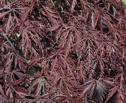 Acer palmatum 'Inaba-shidare'