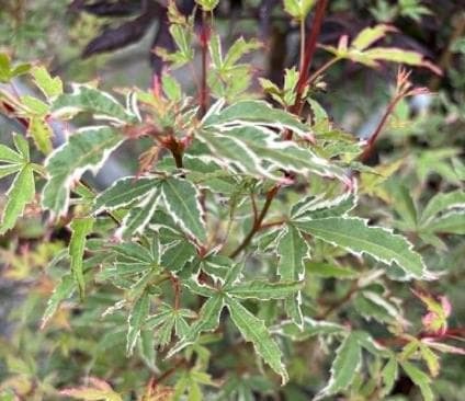 Acer palmatum 'Kagiri-nishiki'
