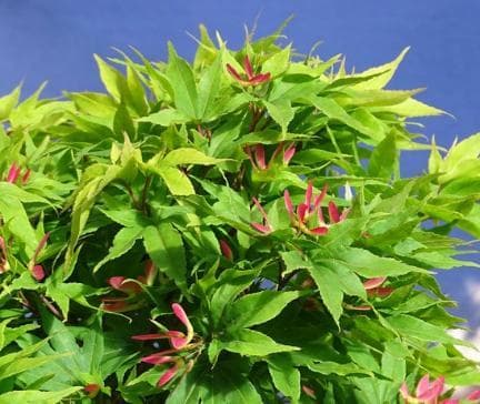 Acer palmatum 'Little Mikawa'