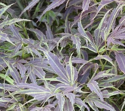 Acer palmatum 'Manyo no sato'
