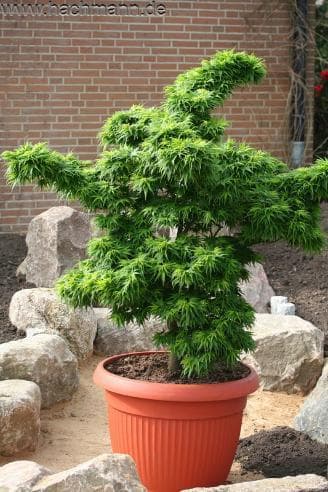 Acer palmatum 'Mikawa yatsubusa'