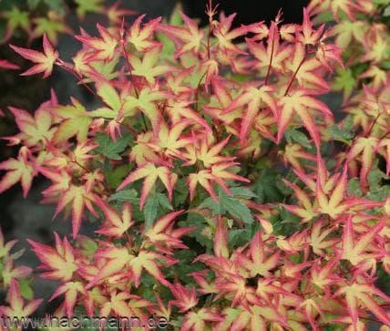Acer palmatum 'Murasaki kiyohime'