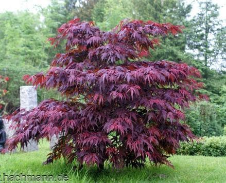 Acer palmatum 'Oregon Sunset'