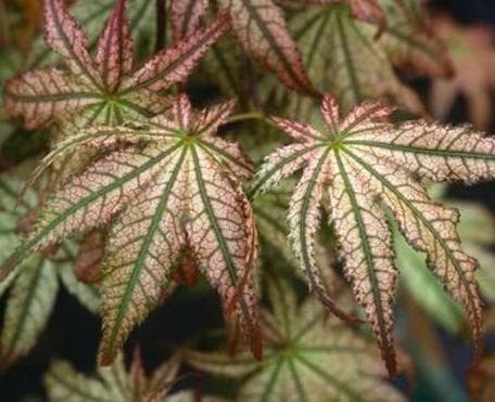 Acer palmatum 'Peaces and Cream'
