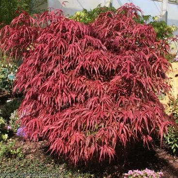 Acer palmatum 'Peve Dave'