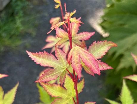 Acer palmatum 'Pevé Multicolor'
