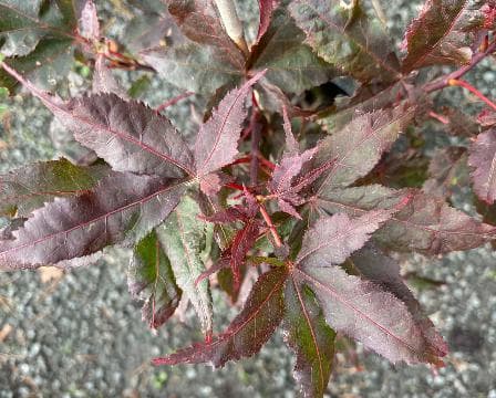 Acer palmatum 'Pevé Ollie' ®