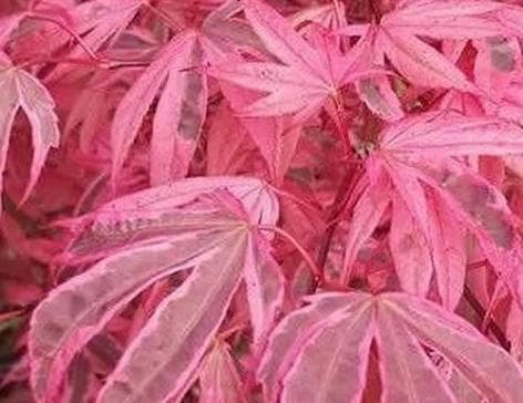 Acer palmatum 'Pink Passion'