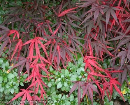 Acer palmatum 'Pung Kil'