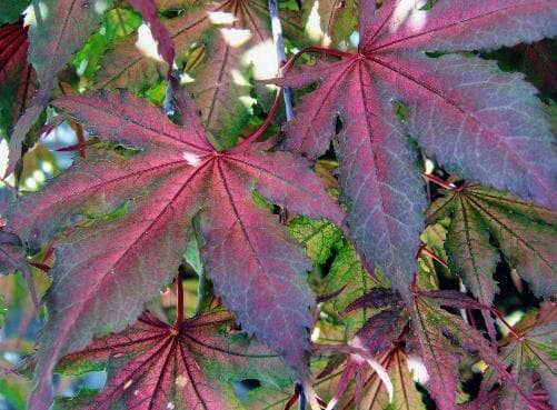 Acer palmatum 'Purple Ghost'