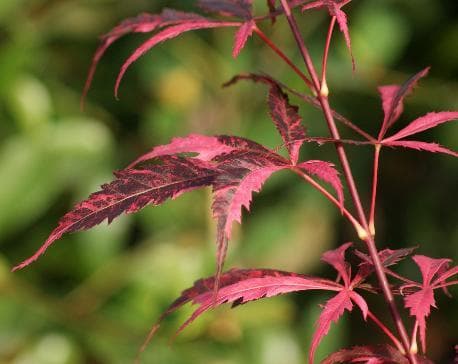 Acer palmatum 'Rainbow'