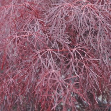 Acer palmatum 'Red Feathers'