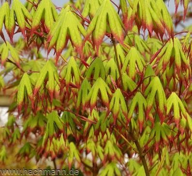 Acer palmatum 'Red Nails'