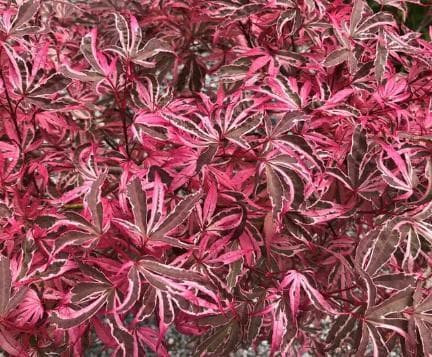 Acer palmatum 'Shirazz'