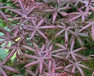 Acer palmatum 'Starfish' ®