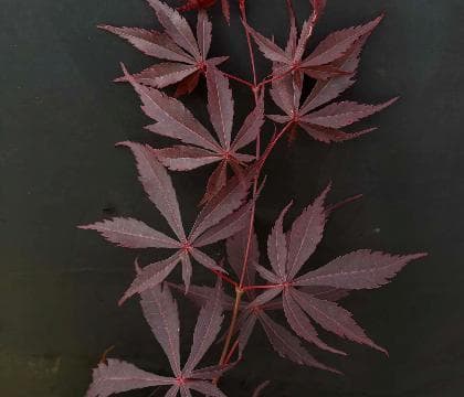 Acer palmatum 'Sumi-nagashi'